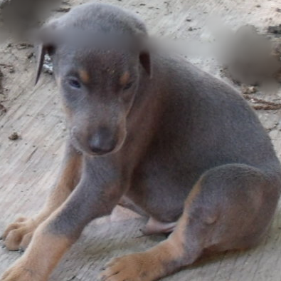 Blue Male